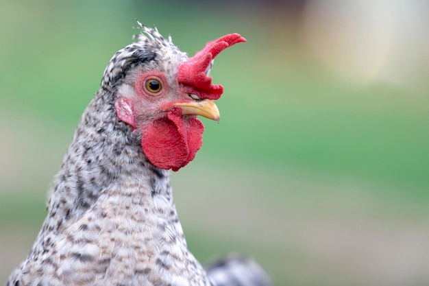 Portrait de poule sur le fond vert