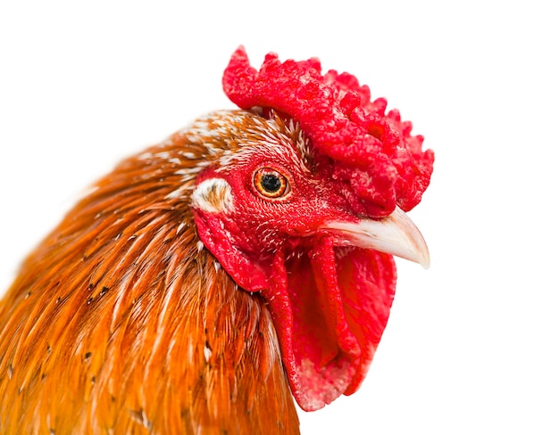 Portrait de poule rouge isolé sur fond blanc.