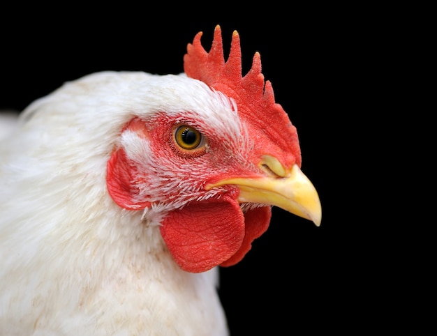 Portrait de poulet blanc isolé sur fond sombre