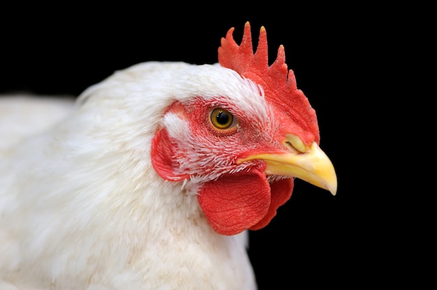 Portrait de poulet blanc isolé