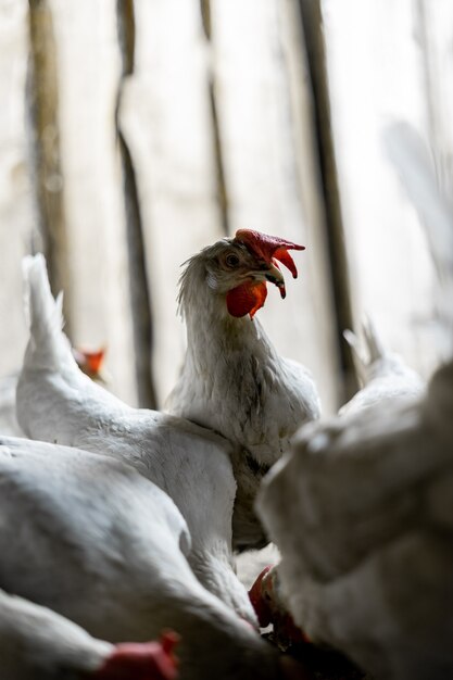 Portrait d'un poulet blanc avec une touffe rouge. Le poulet a levé la tête au-dessus de la meute de ses frères