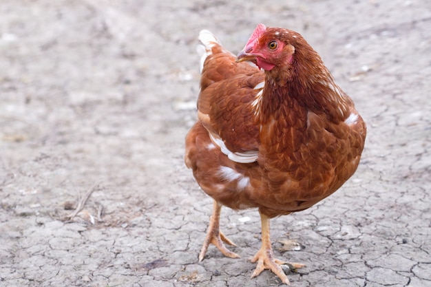 Portrait de poulet brun. Gros plan de poulet face à la recherche de quelque chose dans une ferme.