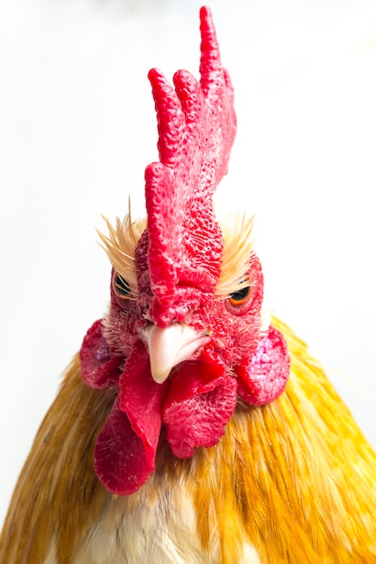 Portrait de poulet coq bantam