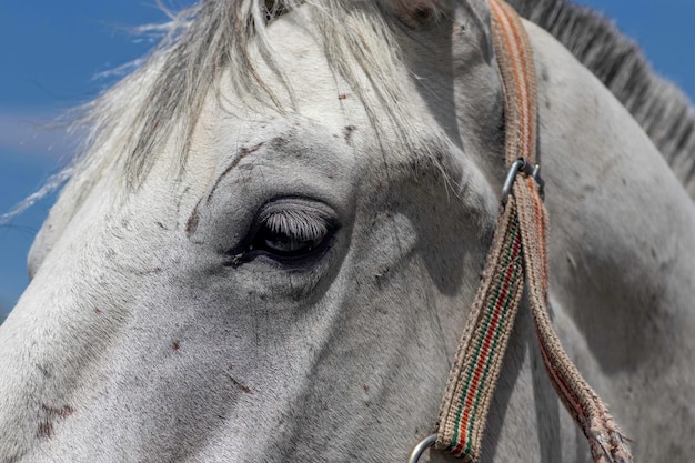 portrait près d'un cheval blanc, contre le ciel bleu un cheval blanc