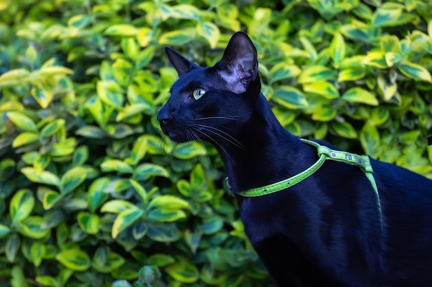 Portrait de profil d'un chat oriental noir près de la brousse