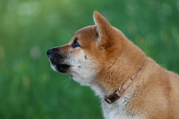 Portrait de profil d'un chiot. Chien Shiba Inu.