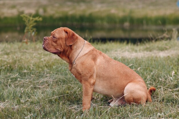 Portrait de profil Dogue de Bordeaux. Chien mastiff animal de compagnie.