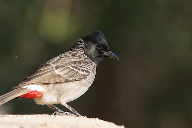 Portrait de profil d'un oiseau bulbul à évent rouge perché sur un mur de pierre