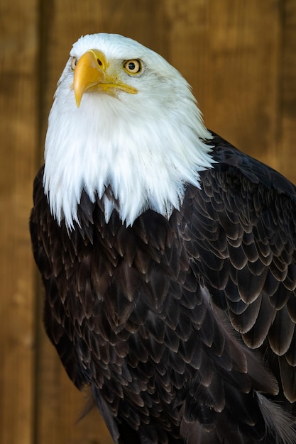 Portrait d'un pygargue à tête blanche Haliaeetus leucocephalus sur fond marron