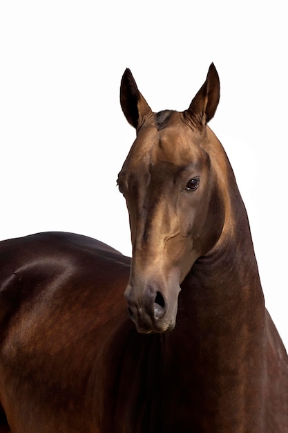 Photo portrait de la race de cheval akhal teke sur un fond blanc isolé.