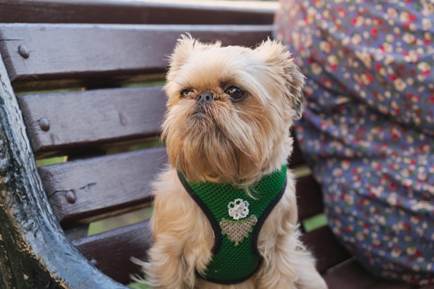 Portrait d'une race de chien Griffon bruxellois sur un banc de parc