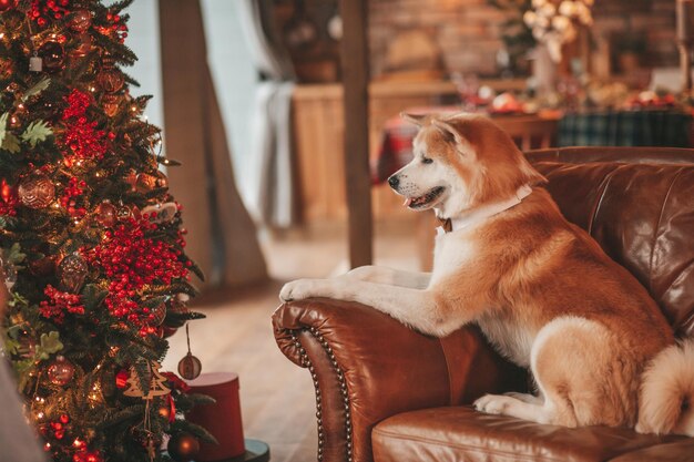 Portrait de race de chien joyeux japonais akita inu avec noeud papillon au pavillon décoré de noël