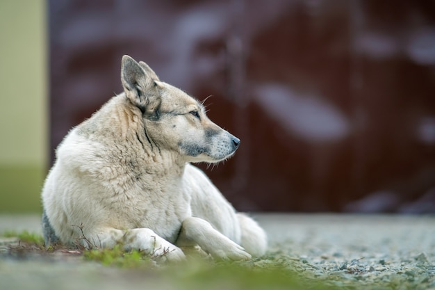 Portrait d'une race de chien Laika de Sibérie occidentale assis à l'extérieur dans une cour.