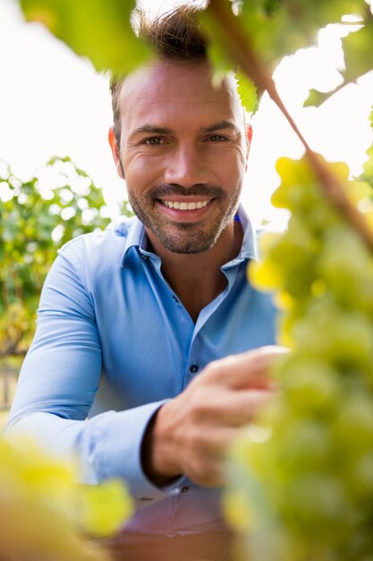 Portrait, raisins, vignoble