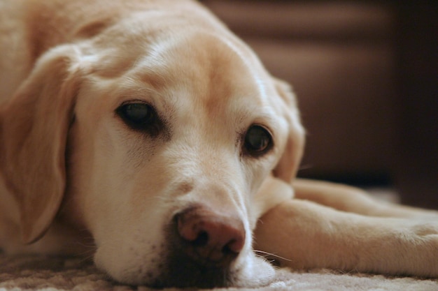 Portrait rapproché d'un chien qui se détend à la maison