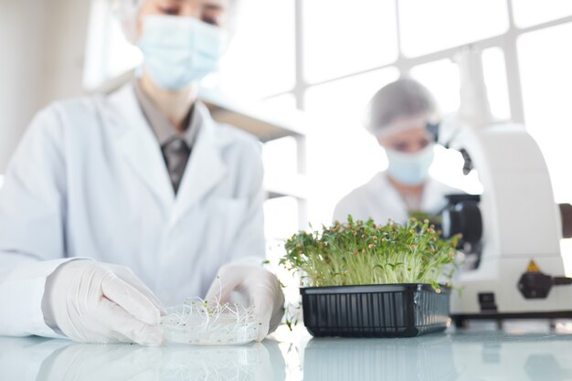 Portrait recadré de deux femmes scientifiques étudiant des échantillons de plantes en laboratoire de biotechnologie, se concentrer sur le premier plan, copiez l'espace