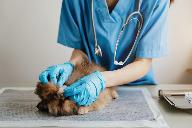 Portrait recadré d'un vétérinaire mature examinant les oreilles et l'ouïe du chien à l'espace de copie de la clinique vétérinaire