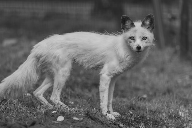 Photo portrait de renard sur le champ