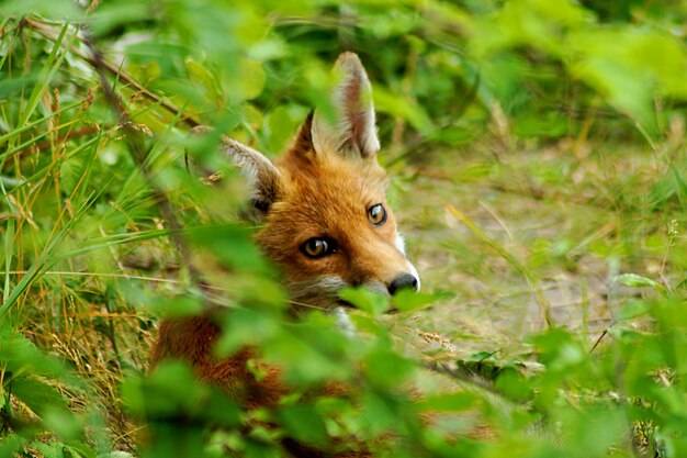 Photo portrait de renard sur le champ