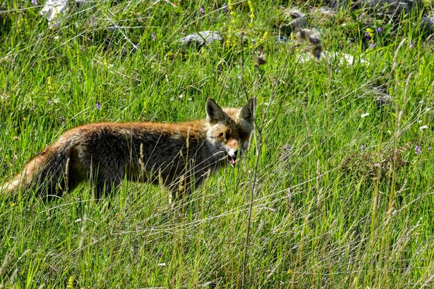 Photo portrait d'un renard sur le champ