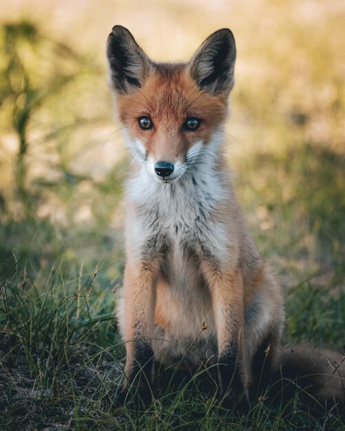 Photo portrait d'un renard dans le champ