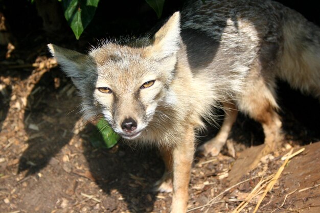 Portrait de renard en gros plan