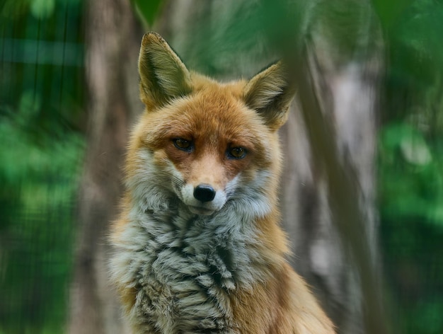 Portrait d'un renard roux sauvage au feuillage vert