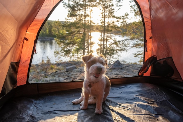 Portrait rétroéclairé d'un Jack Russell Terrier dans une tente rouge Le chien est assis sur le fond du lac et de la forêt Flou pour l'inscription