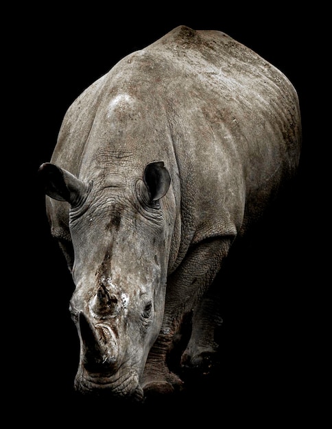 Photo portrait de rhinocéros