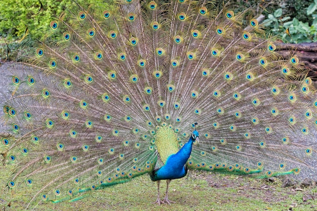 Portrait de roue ouverte de plume merveilleuse d'oiseau de paon
