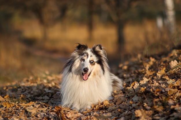 Portrait d'un Rough Collie marbré jaune en automne