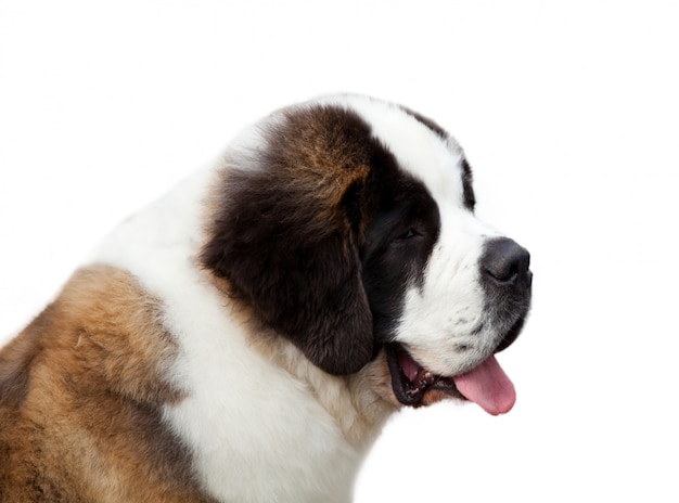 Portrait d&#39;un saint-bernard