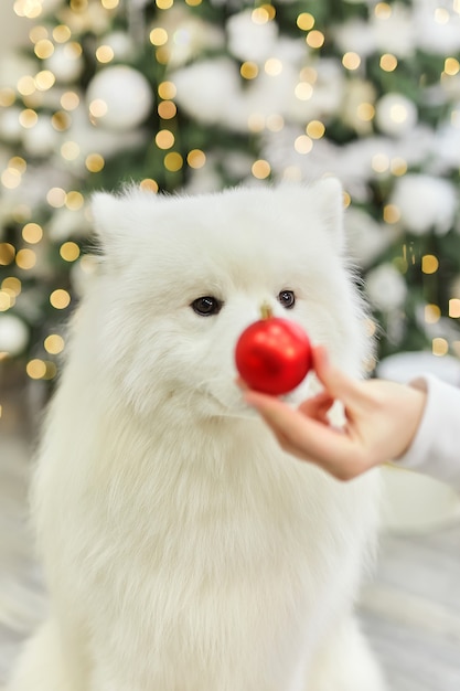 Portrait d'un samoyède blanc sur fond d'arbre de Noël décoré