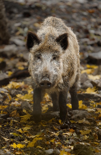 Photo portrait d'un sanglier dans un zoo