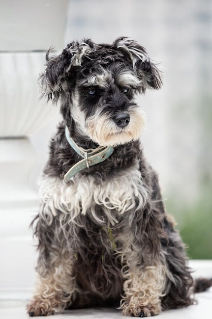 Portrait d'un schnauzer assis