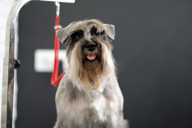 Portrait d'un schnauzer nain noir et argent sur un ba noir