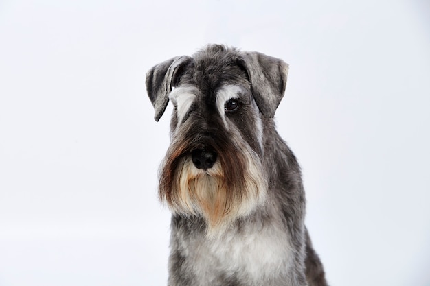 Portrait D'un Schnauzer Terrier