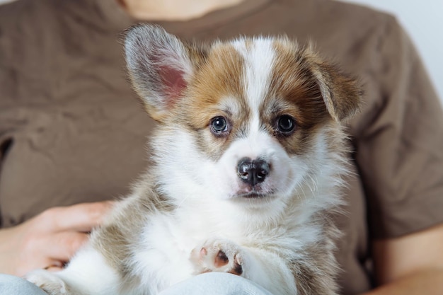 Portrait d'un sérieux chiot blanc brun de Pembroke corgi gallois regardant la caméra allongé avec l'oreille levée sur les jambes d'une femme irréconnaissable portant un T-shirt brun tenant un chien soin de l'amour de l'animal de compagnie propriété