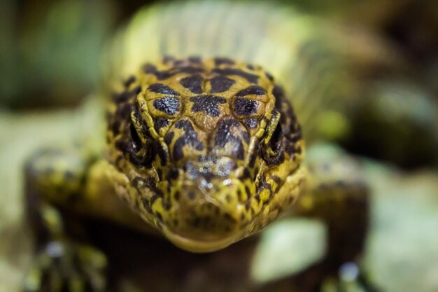 Photo portrait de serpent en gros plan