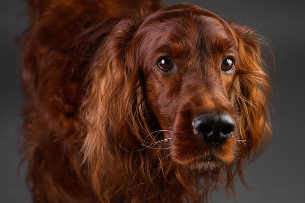 Portrait de setter irlandais sur fond noir