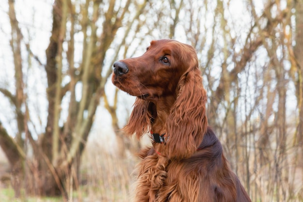 Portrait de setter rouge irlandais sur fond d'arbres à l'extérieur