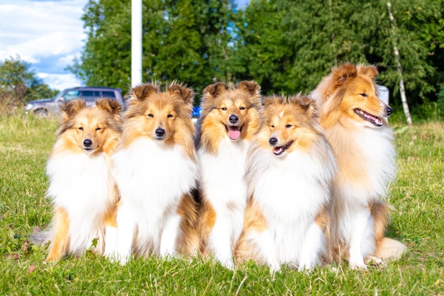 Portrait d'un sheltie rouge moelleux