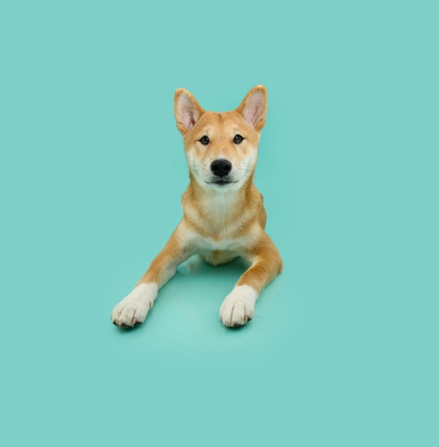 Photo portrait shiba uni chiot chien couché et regardant la caméra isolé sur fond bleu