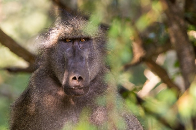 Portrait de singe sur un arbre