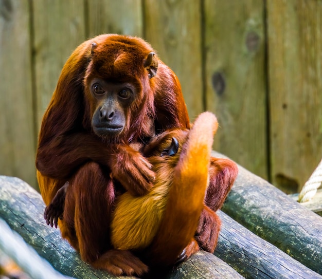 Photo portrait d'un singe assis sur du bois