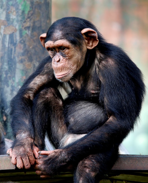 Photo portrait d'un singe assis à l'extérieur