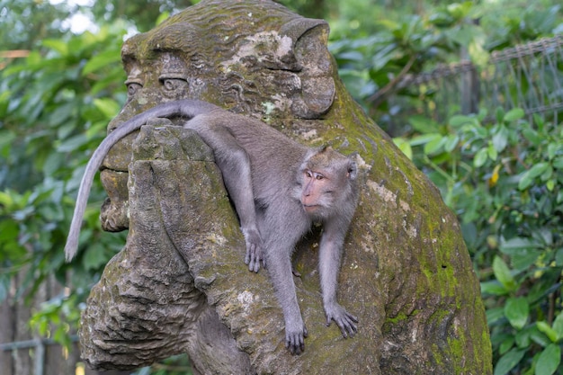 Portrait d'un singe assis sur une sculpture en pierre d'un singe à la forêt des singes sacrés dans l'île d'Ubud Bali Indonésie Gros plan