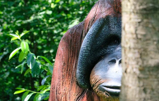 Portrait de singe en bois Urangutan dans une journée ensoleillée