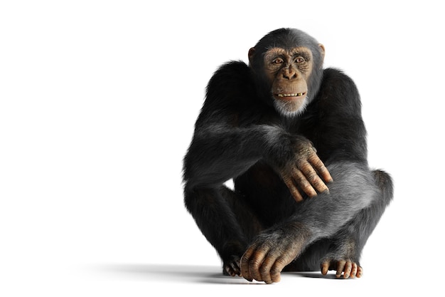 Photo portrait de singe chimpanzé isolé sur blanc