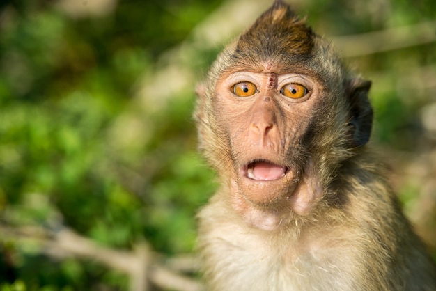 Portrait de singe drôle à l'état sauvage